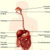 Функции пищеварительной системы